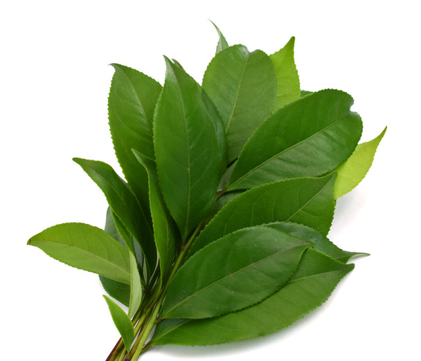 Свежий зеленый чай листья (Camellia sinensis) изолированы на белом фоне - Фото, изображение