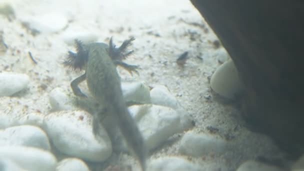 Ambystoma mexicanum axolotl στο ενυδρείο κινείται κολυμπά και τρώει άγριο χρώμα - Πλάνα, βίντεο