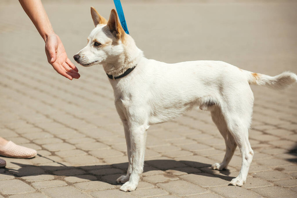 Önkéntes vigasztaló kis kóbor kutya a napos utcában, hajléktalan kutyus. Személy simogatás fehér ijedt kóbor kutya menedéket, örökbefogadás koncepció - Fotó, kép