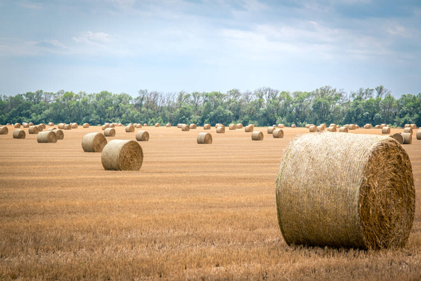 Big round straw bales of straw in the field after the harvest - Photo, Image