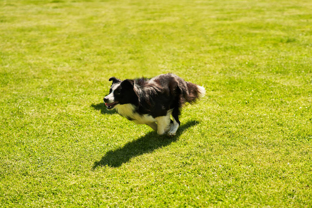 Border collie chien courant sur un champ d'agilité - Photo, image