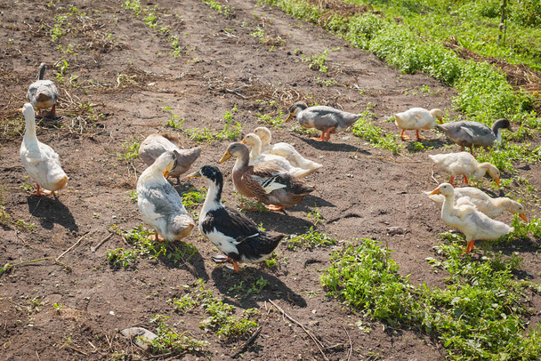 Domestic white Gems and gray ducks came out to feed - Foto, Imagem