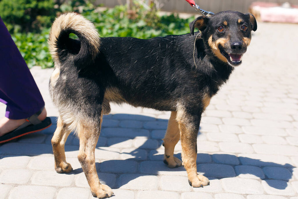 Suloinen pieni koiran muotokuva aurinkoisella kadulla, koditon koira. Vapaaehtoinen kävelee eksynyt musta ja ruskea onnellinen koira suojassa, adoptio käsite. Söpö koira hymyilee. - Valokuva, kuva