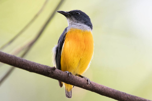 Pájaro de las flores de vientre naranja en Tailandia
. - Foto, imagen