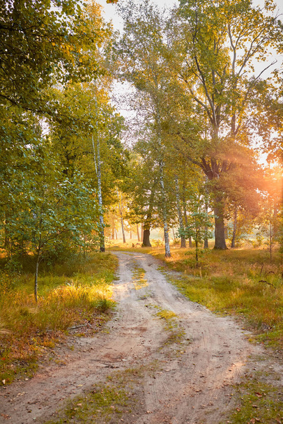 Bela paisagem de floresta de outono com raios de sol matinais - Foto, Imagem