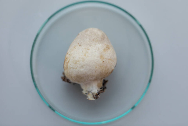 Volvariella volvacea (auch als Reisstrohpilz oder Strohpilz bekannt) ist eine essbare Pilzarte, die für die Ausbildung im Labor gezüchtet wird.. - Foto, Bild
