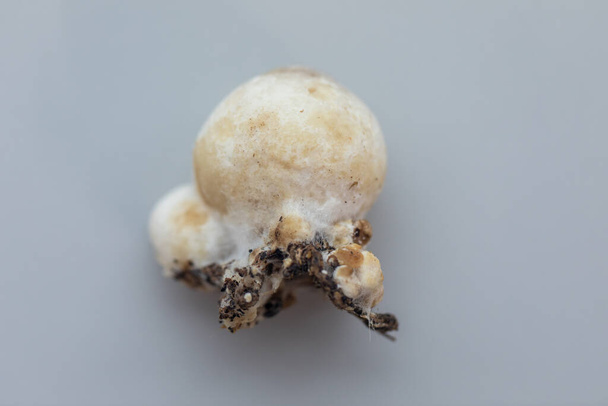 Volvariella volvacea is een paddenstoel uit het geslacht "Volvariella" en behoort tot de familie van de paddenstoelen (Paddy).. - Foto, afbeelding