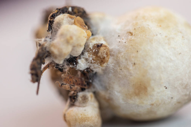 Volvariella volvacea (aussi connu sous le nom de champignon paille de paddy ou champignon paille) est une espèce de champignon comestible cultivé pour l'éducation en laboratoire. - Photo, image
