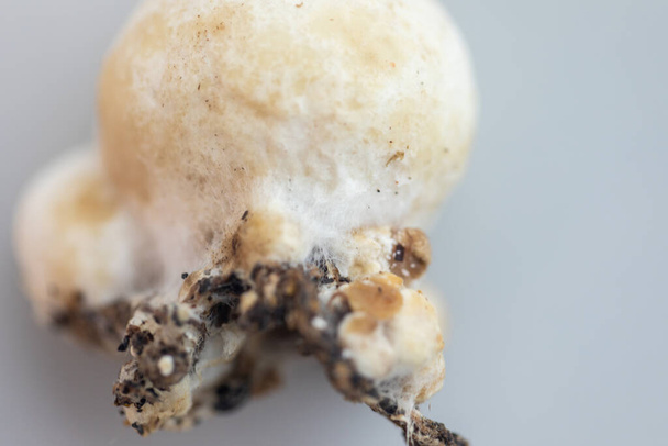 Volvariella volvacea is een paddenstoel uit het geslacht "Volvariella" en behoort tot de familie van de paddenstoelen (Paddy).. - Foto, afbeelding