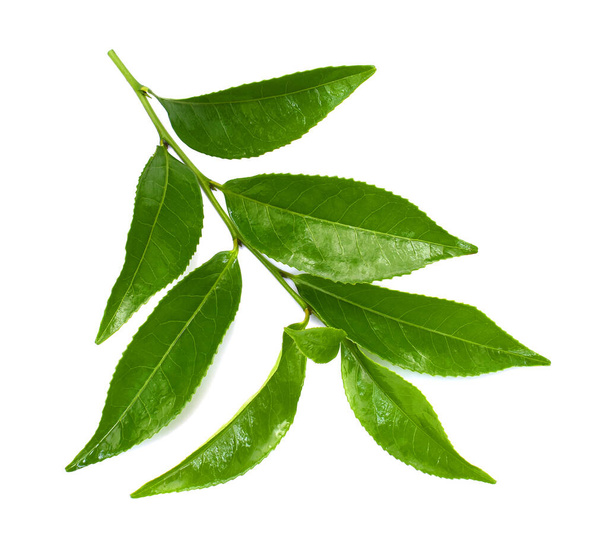 Frische grüne Teeblätter (Camellia sinensis) isoliert auf weißem Hintergrund - Foto, Bild