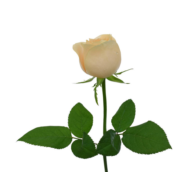 Kaunis ruusu kukka eristetty valkoisella taustalla - Valokuva, kuva
