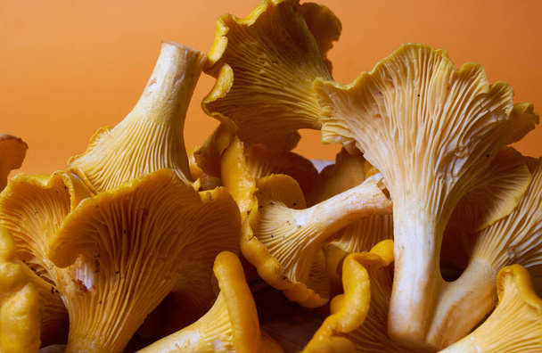 Forest orange chanterelle mushrooms on an orange background.Close-up - Photo, Image