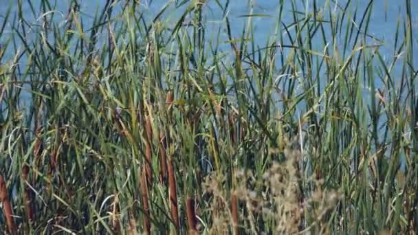 Roseaux verts en plein jour sur un fond d'étang - Séquence, vidéo