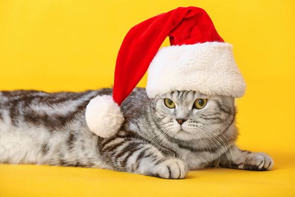 Aranyos vicces macska -ban Mikulás kalap -ban színes háttér - Fotó, kép