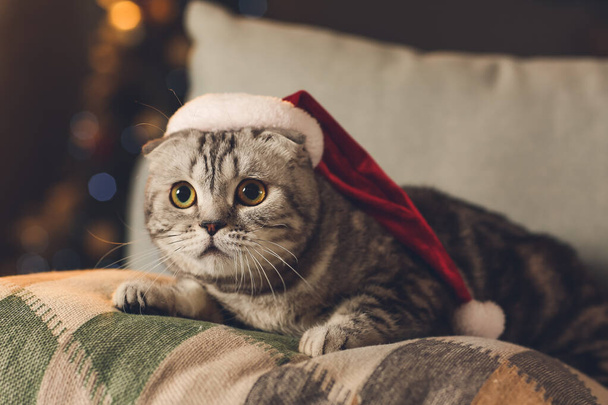 Cute funny cat in Santa hat at home on Christmas eve - Φωτογραφία, εικόνα