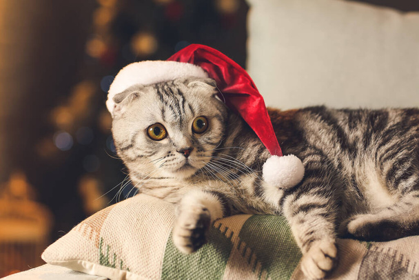 Chat drôle mignon dans le chapeau de Père Noël à la maison le soir de Noël - Photo, image