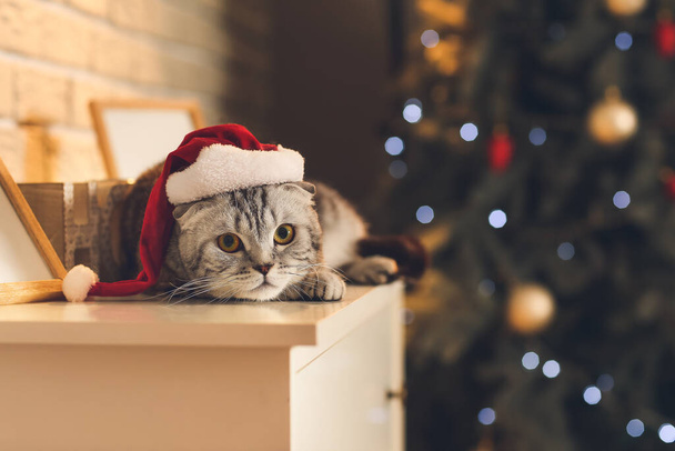 Cute funny cat in Santa hat at home on Christmas eve - Photo, image