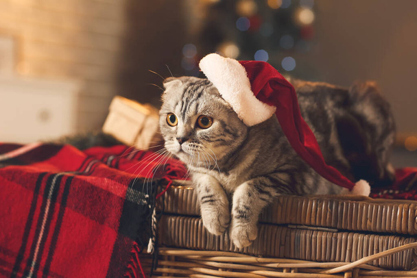 Cute funny cat in Santa hat at home on Christmas eve - Foto, afbeelding