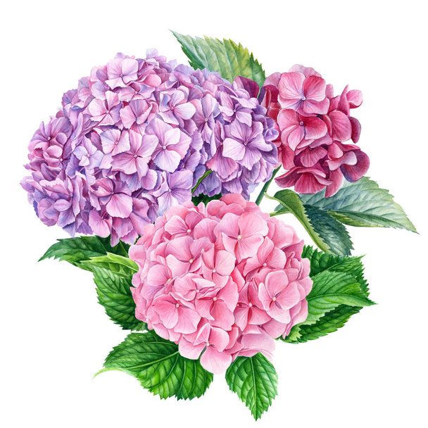 アジサイの花のピンクの花束、隔離された白い背景。水彩植物図、植物のデザイン - 写真・画像