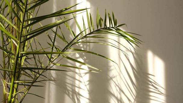 Утреннее солнце освещает комнату, накладывается тень. Прозрачная тень тропических листьев. Абстрактный тень на фоне падающей на белую стену ветки деревьев из натуральной листвы - Фото, изображение