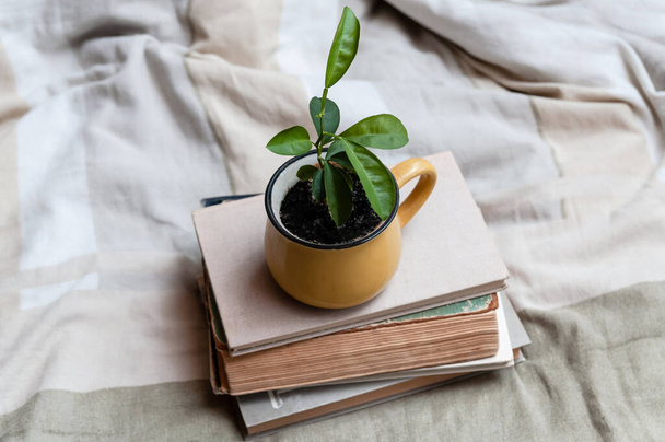 Bodegón acogedor vintage en casa. Un pequeño árbol de mandarina crece en una taza. Una pila de libros y una planta joven en la cama. El concepto de mudarse a un nuevo apartamento, el comienzo de una nueva vida - Foto, Imagen
