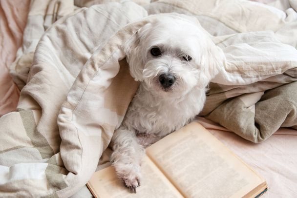 Σκύλος στο κρεβάτι με ένα παλιό βιβλίο. Πορτρέτο lifestyle ενός lapdog σε παστέλ χρώματα - Φωτογραφία, εικόνα