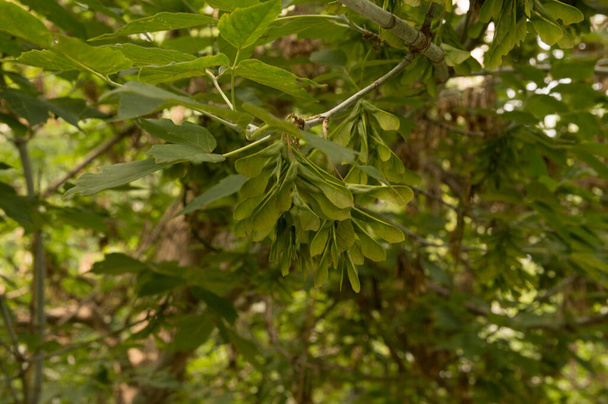 gros plan : samaras d'érable sur les branches - Photo, image