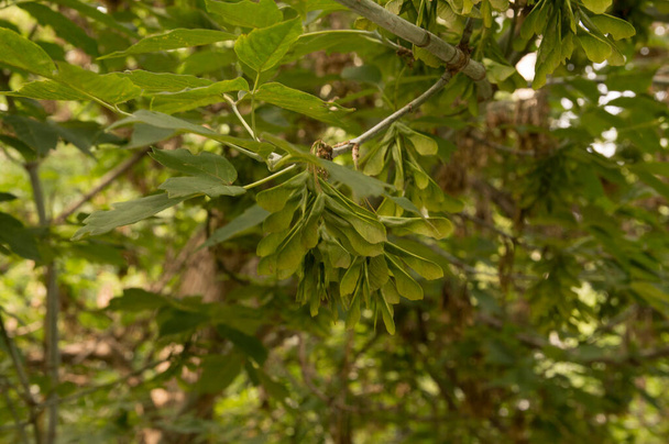 Nahaufnahme: Ahornbaum-Samaras auf den Ästen - Foto, Bild