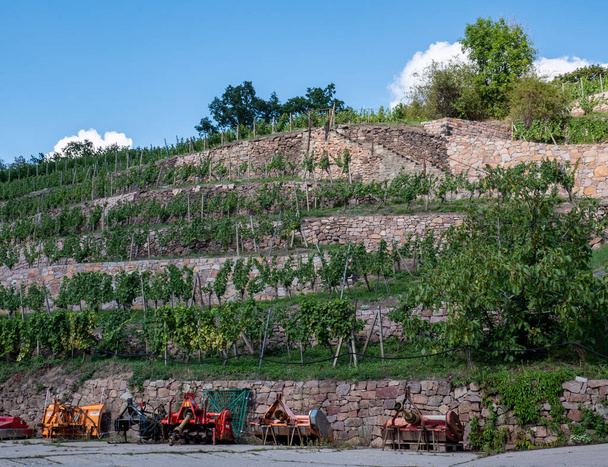 Szászországi szőlőültetvények Németország Európa - Fotó, kép