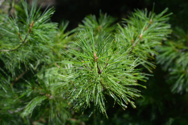 Armand pine branch - Latin name - Pinus armandii - Fotoğraf, Görsel