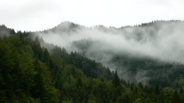 Statische brede opname van mist en mist tussen overwoekerde bergen in de natuur tijdens de zomervakantie. - Video
