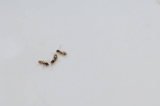 Μυρμήγκια φαντάσματα Ταπίνωμα μελανοκέφαλο σε έναν τοίχο. - Φωτογραφία, εικόνα