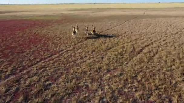 Aerial view of deers in the autumn steppe, sika deers in the autumn steppe, Herd of deer in autumn steppe aerial, aerial view of deers in the wild - Footage, Video
