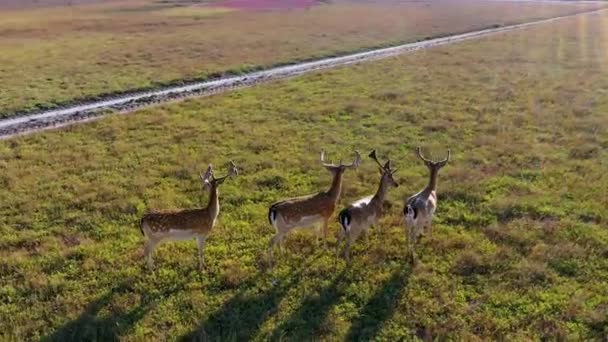 Aerial view of deers in the autumn steppe, sika deers in the autumn steppe, Herd of deer in autumn steppe aerial, aerial view of deers in the wild - Footage, Video
