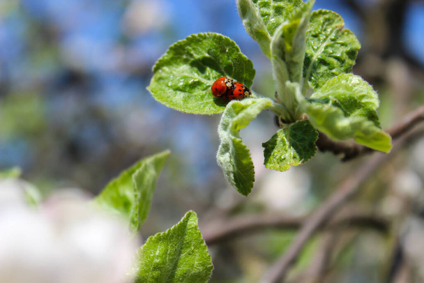 Beautiful ladybugs are making love on the apple tree, spring vibes, perfect view - Photo, Image