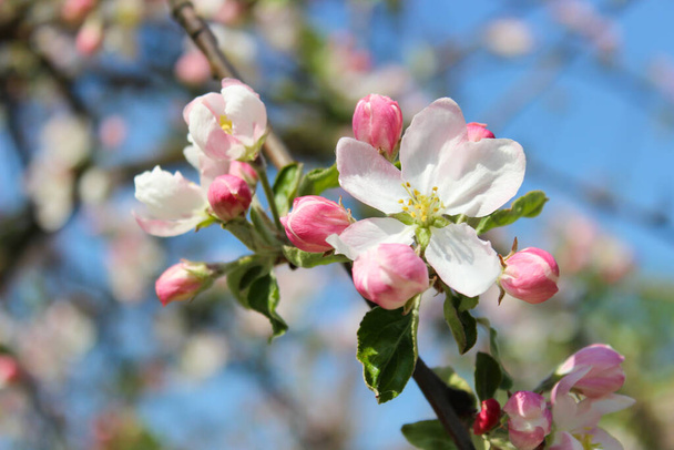 Schöne weiße & rosa Apfelblüte sonnt sich in der Sonne, riecht gut, Frühlingsstimmung - Foto, Bild