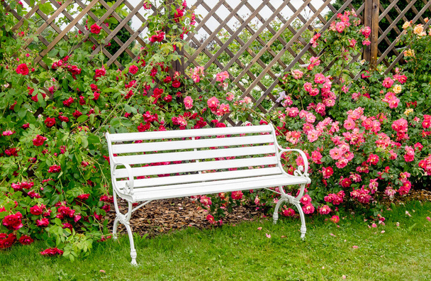 Panca da parco in stile romantico bianco in lussureggiante giardino di rose colorate in giorno d'estate. Pannello a parete in rete di legno marrone, appendiabiti per piante. - Foto, immagini