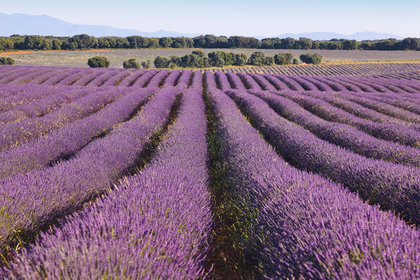 Lavender fields in summer. Guadalajara, Spain. Agriculture in Brihuega - Photo, Image
