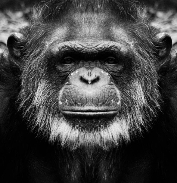 Kaunis mustavalkoinen muotokuva apinasta lähietäisyydeltä, joka katsoo kameraan. Simpanssi - Valokuva, kuva