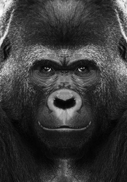 Un bellissimo ritratto in bianco e nero di una scimmia a distanza ravvicinata che guarda la fotocamera. Gorilla. - Foto, immagini