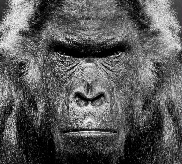 Un hermoso retrato en blanco y negro de un mono a corta distancia que mira a la cámara. Gorila. - Foto, Imagen