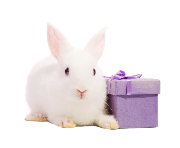 Rabbit with present box - Фото, зображення