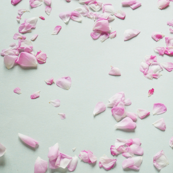 Muchos pétalos de rosa rosa. Composición de flores. Pétalos de flor rosa. Puesta plana, sobre fondo gris - Foto, imagen
