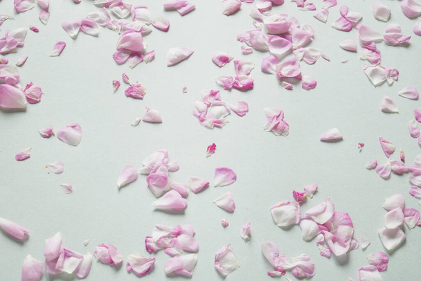Many Pink rose petals. Flowers composition. Rose flower petals. Flat lay, on gray background - Photo, Image