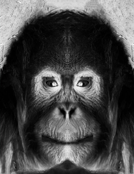 Un beau portrait noir et blanc d'un singe à bout portant qui regarde la caméra. - Photo, image