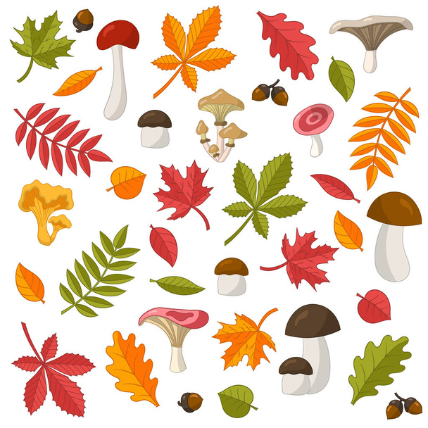 Vector set of bright colorful autumn leaves: oak, maple, chestnut, rowan, birch, linden and edible wild mushrooms. Isolate on a white background - Vector, imagen