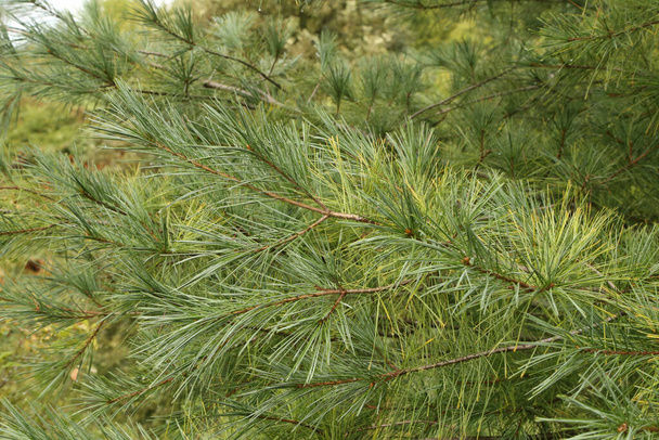 Ramos de pinheiro verde na floresta no verão. - Foto, Imagem
