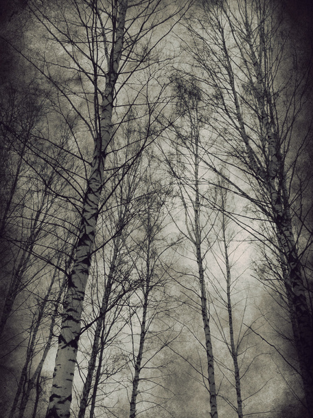 sötét fák - Fotó, kép
