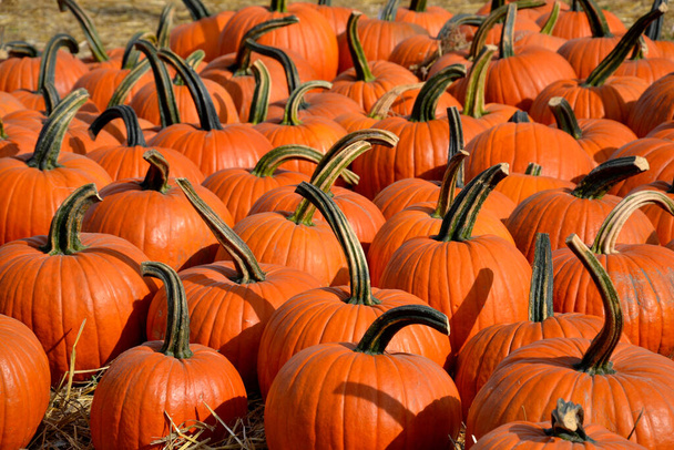 nice Large orange pumpkins on autumn september halloween Exhibition market in a field on straw in Warsaw - Photo, Image