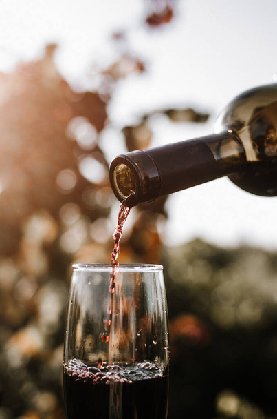Verser du vin rouge dans le verre sur fond de coucher de soleil et de vigne - Photo, image